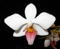 Phal. Intermedia 'Angel Orchids No. 1'